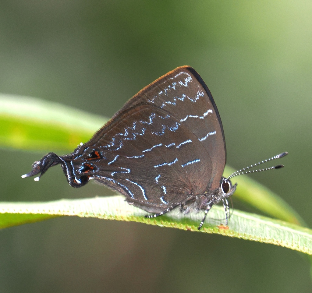 Johnsonita carpia