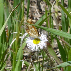 Phyciodes pulchella