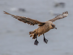 Chilean Skua photo 3