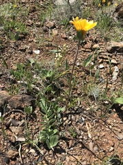 Balsamorhiza sericea