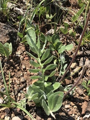 Balsamorhiza sericea