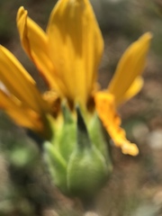 Balsamorhiza sericea
