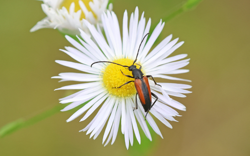 Black-striped Longhorn Beetle photo 3