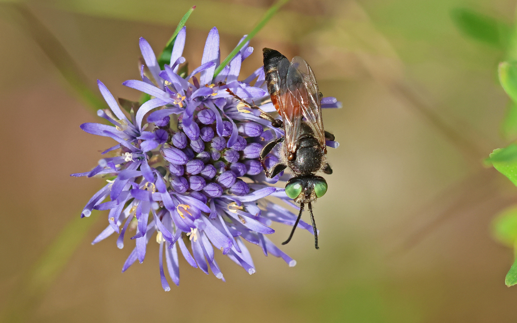 Tachysphex panzeri