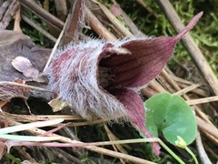 Asarum hartwegii