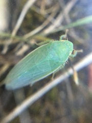 Gyponana angulata