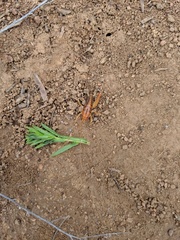 Ceuthophilus hesperus