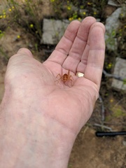 Ceuthophilus hesperus