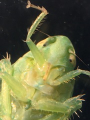Gyponana angulata