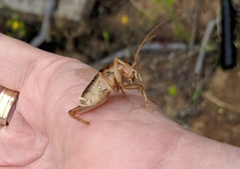 Ceuthophilus hesperus