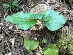Asarum hartwegii