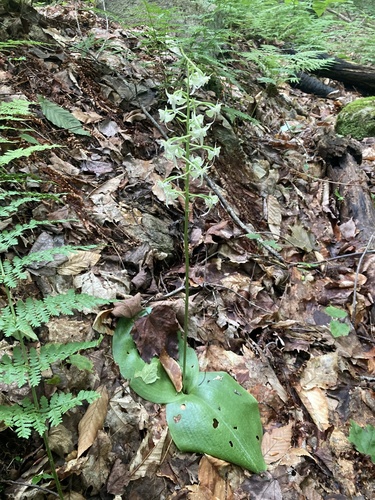 Image of Platanthera macrophylla by (c) er-birds, some rights reserved (CC BY)