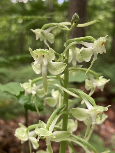 Image of Platanthera macrophylla by (c) er-birds, some rights reserved (CC BY)