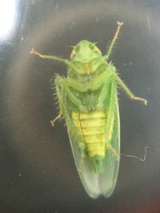 Gyponana angulata