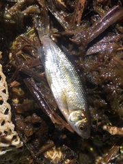 Richardsonius balteatus