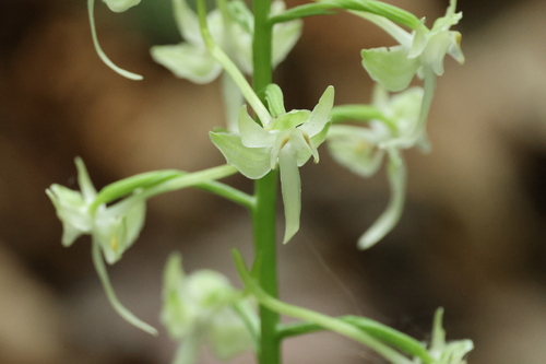 Image of Platanthera macrophylla by (c) er-birds, some rights reserved (CC BY)