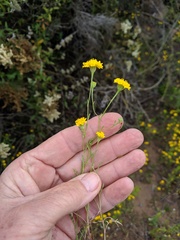 Chaenactis glabriuscula glabriuscula