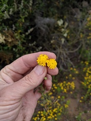 Chaenactis glabriuscula glabriuscula