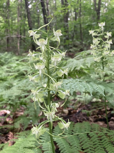 Image of Platanthera macrophylla by (c) er-birds, some rights reserved (CC BY)
