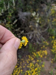 Chaenactis glabriuscula glabriuscula