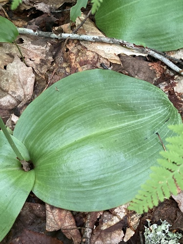 Image of Platanthera macrophylla by (c) er-birds, some rights reserved (CC BY)