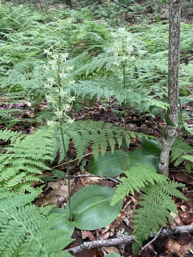 Image of Platanthera macrophylla by (c) er-birds, some rights reserved (CC BY)
