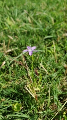 Triodanis biflora
