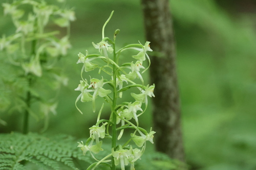 Image of Platanthera macrophylla by (c) er-birds, some rights reserved (CC BY)