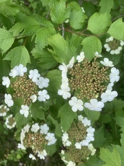 Viburnum opulus