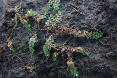 Epilobium komarovianum
