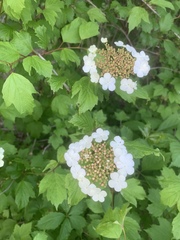 Viburnum opulus