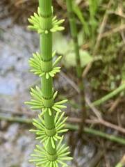 Equisetum