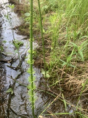Equisetum