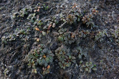 Samolus repens repens