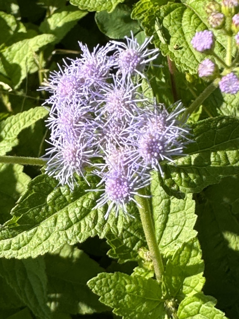 blue mistflower from Edens Fork Rd, Charleston, WV, US on July 11, 2024