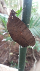 Phyllodes imperialis