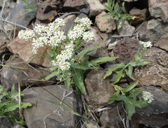Lepidium appelianum
