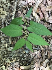 Endodeca serpentaria