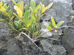 Eugenia reinwardtiana