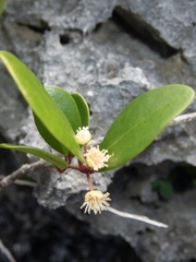 Eugenia reinwardtiana