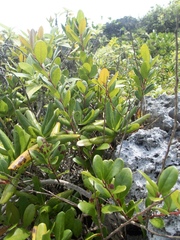 Eugenia reinwardtiana