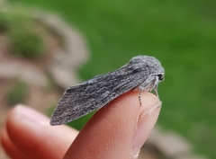 Acronicta lanceolaria