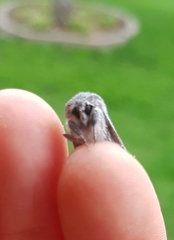 Acronicta lanceolaria