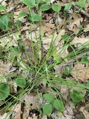 Carex rosea