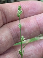 Carex rosea