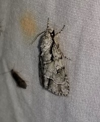 Acronicta lobeliae