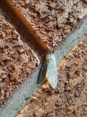 Acronicta lanceolaria