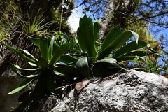 Agave warelliana