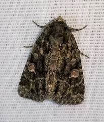 Phosphila miselioides