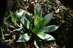 Agave warelliana
